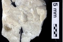 Foto (Detailansicht) von Cracensigillatus acutirostris (Moericke, 1889) (NHMW-GEO-1990-0041-0308)